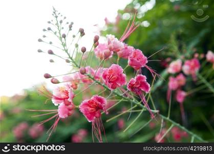 closeup of a branch of pink tropical flowers