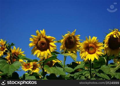 Closeup of a bright yellow sunflower