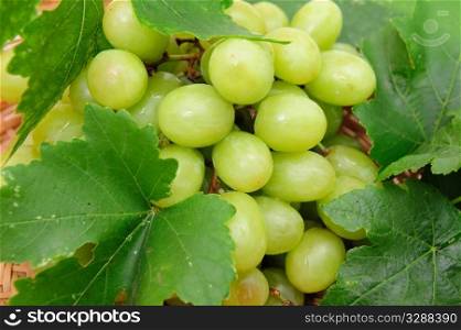 Closeup of a bunch of seedless grapes and grapevine. Green Grape Closeup