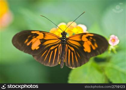 closeup of a butterfly resting on a flower