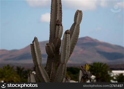 closeup of a cactus in a landscape of Lanzarote, Canary Islands, Spain