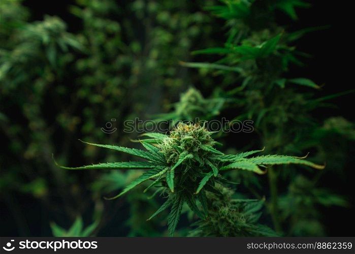 Closeup of a cannabis plant with a bud,≤gal cannabis plants grown in an indoor hydroponic grow facility for medicinal purposes. Growing gratifying cannabis hemp in good quality farm.