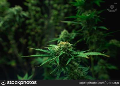 Closeup of a cannabis plant with a bud,≤gal cannabis plants grown in an indoor hydroponic grow facility for medicinal purposes. Growing gratifying cannabis hemp in good quality farm.