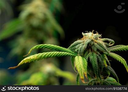 Closeup of a cannabis plant with a bud,≤gal cannabis plants grown in an indoor hydroponic grow facility for medicinal purposes. Growing gratifying cannabis hemp in good quality farm.. Closeup gratifying cannabis hemp with bud in grow facility, indoor farm.