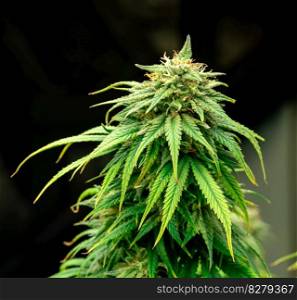 Closeup of a cannabis plant with a bud, legal cannabis plants grown in an indoor hydroponic grow facility for medicinal purposes. Growing gratifying cannabis hemp in good quality farm.