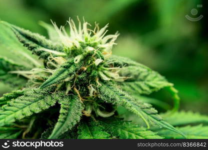 Closeup of a cannabis plant with a bud, legal cannabis plants grown in an indoor hydroponic grow facility for medicinal purposes. Growing gratifying cannabis hemp in good quality farm.. Closeup gratifying cannabis hemp with bud in grow facility, indoor farm.