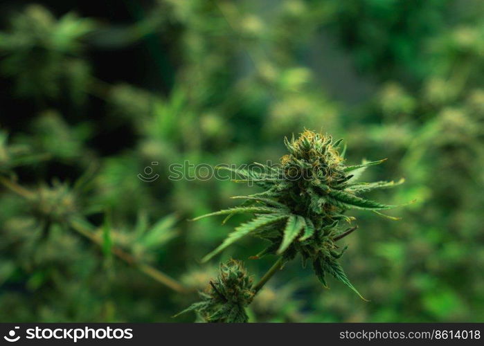 Closeup of a cannabis plant with a bud, legal cannabis plants grown in an indoor hydroponic grow facility for medicinal purposes. Growing gratifying cannabis hemp in good quality farm.. Closeup gratifying cannabis hemp with bud in grow facility, indoor farm.