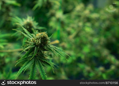 Closeup of a cannabis plant with a bud, legal cannabis plants grown in an indoor hydroponic grow facility for medicinal purposes. Growing gratifying cannabis hemp in good quality farm.. Closeup gratifying cannabis hemp with bud in grow facility, indoor farm.