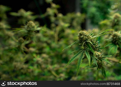 Closeup of a cannabis plant with a bud, legal cannabis plants grown in an indoor hydroponic grow facility for medicinal purposes. Growing gratifying cannabis hemp in good quality farm.. Closeup gratifying cannabis hemp with bud in grow facility, indoor farm.