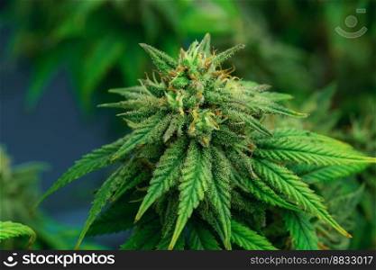 Closeup of a cannabis plant with a bud, legal cannabis plants grown in an indoor hydroponic grow facility for medicinal purposes. Growing gratifying cannabis hemp in good quality farm.. Closeup gratifying cannabis hemp with bud in grow facility, indoor farm.