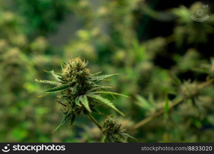 Closeup of a cannabis plant with a bud, legal cannabis plants grown in an indoor hydroponic grow facility for medicinal purposes. Growing gratifying cannabis hemp in good quality farm.. Closeup gratifying cannabis hemp with bud in grow facility, indoor farm.