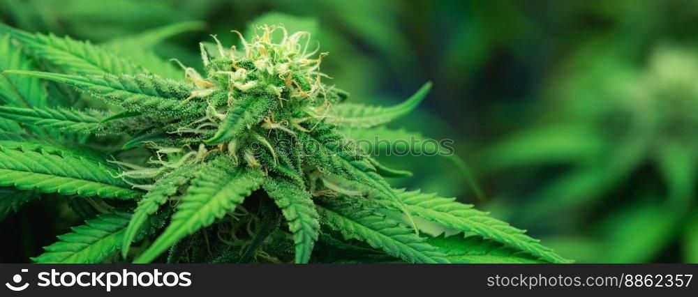 Closeup of a cannabis plant with a bud, legal cannabis plants grown in an indoor hydroponic grow facility for medicinal purposes. Growing gratifying cannabis hemp in good quality farm.