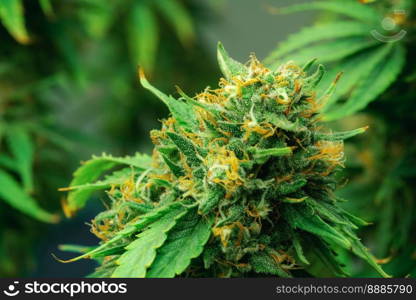 Closeup of a cannabis plant with a bud, legal cannabis plants grown in an indoor hydroponic grow facility for medicinal purposes. Growing gratifying cannabis hemp in good quality farm.. Closeup gratifying cannabis hemp with bud in grow facility, indoor farm.