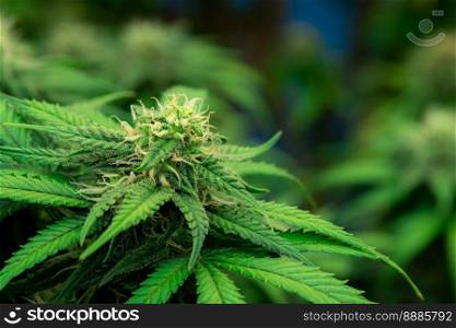 Closeup of a cannabis plant with a bud, legal cannabis plants grown in an indoor hydroponic grow facility for medicinal purposes. Growing gratifying cannabis hemp in good quality farm.. Closeup gratifying cannabis hemp with bud in grow facility, indoor farm.