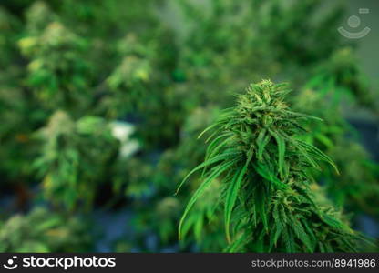 Closeup of a cannabis plant with a bud, legal cannabis plants grown in an indoor hydroponic grow facility for medicinal purposes. Growing gratifying cannabis hemp in good quality farm.. Closeup gratifying cannabis hemp with bud in grow facility, indoor farm.