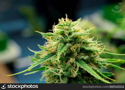 Closeup of a cannabis plant with a bud, legal cannabis plants grown in an indoor hydroponic grow facility for medicinal purposes. Growing gratifying cannabis hemp in good quality farm.