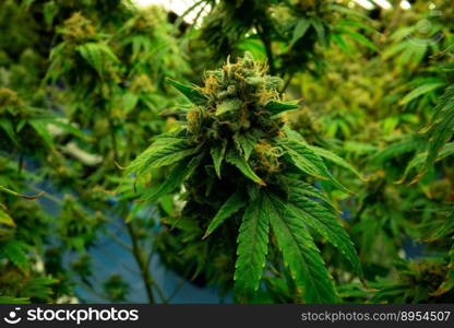 Closeup of a cannabis plant with a bud, legal cannabis plants grown in an indoor hydroponic grow facility for medicinal purposes. Growing gratifying cannabis hemp in good quality farm.