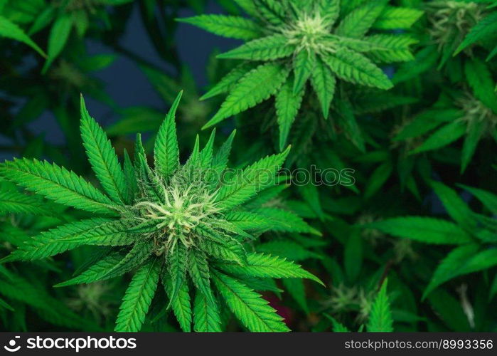 Closeup of a cannabis plant with a bud, legal cannabis plants grown in an indoor hydroponic grow facility for medicinal purposes. Growing gratifying cannabis hemp in good quality farm.