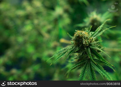 Closeup of a cannabis plant with a bud, legal cannabis plants grown in an indoor hydroponic grow facility for medicinal purposes. Growing gratifying cannabis hemp in good quality farm.. Closeup gratifying cannabis hemp with bud in grow facility, indoor farm.