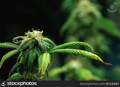 Closeup of a cannabis plant with a bud, legal cannabis plants grown in an indoor hydroponic grow facility for medicinal purposes. Growing gratifying cannabis hemp in good quality farm.. Closeup gratifying cannabis hemp with bud in grow facility, indoor farm.