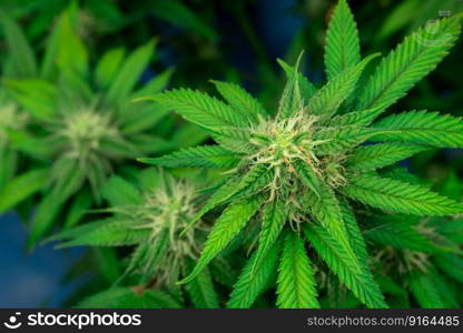 Closeup of a cannabis plant with a bud, legal cannabis plants grown in an indoor hydroponic grow facility for medicinal purposes. Growing gratifying cannabis hemp in good quality farm.. Closeup gratifying cannabis hemp with bud in grow facility, indoor farm.