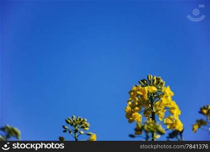 Closeup of a canola flower at a blue sky.