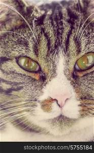 Closeup of a cat
