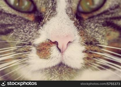 Closeup of a cat