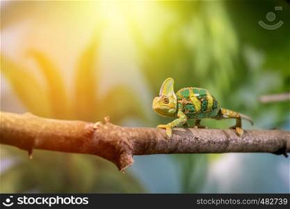 Closeup of a chameleon climbing on a tree branch, zoo. Sunshine.