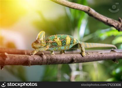 Closeup of a chameleon climbing on a tree branch, zoo. Sunshine.