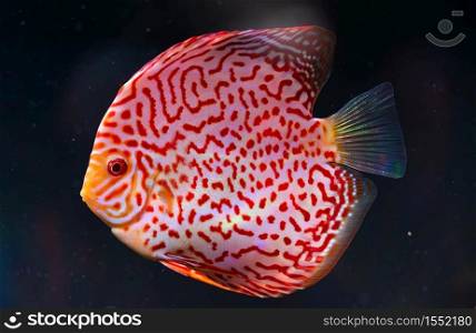 Closeup of a checkerboard red tropical Symphysodon discus fish in fishtank. Closeup of a checkerboard red tropical Symphysodon discus fish.