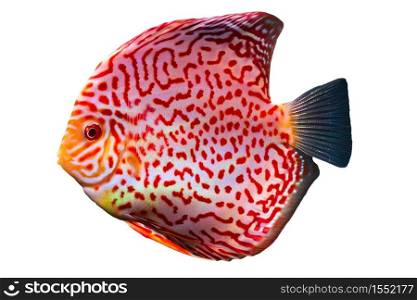 Closeup of a checkerboard red tropical Symphysodon discus fish. Isolated on white background.
