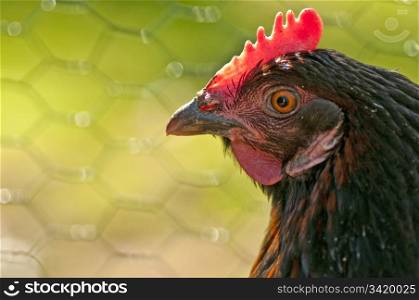 closeup of a chicken. chicken