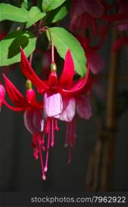 Closeup of a colorful and sunlit fuschia flower