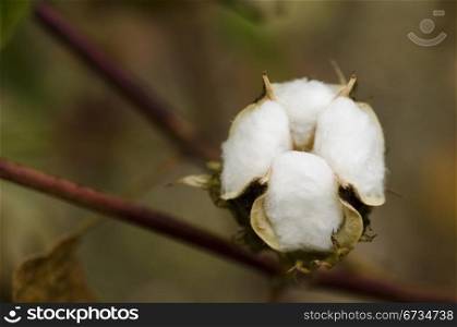 Closeup of a cotton plant. Closeup of a cotton plant, Gossypium, at harvest time