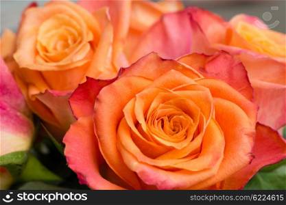 Closeup of a couple of orange roses