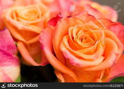 Closeup of a couple of orange roses