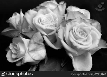 Closeup of a couple of roses, in black and white