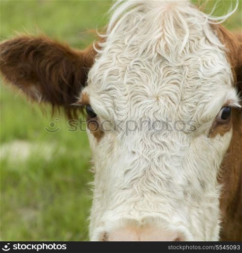 Closeup of a cow, Manitoba, Canada