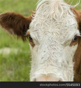 Closeup of a cow, Manitoba, Canada