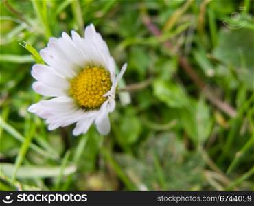 closeup of a daisy flower. closeup of a daisy flower, bellis perennis, on a meadow
