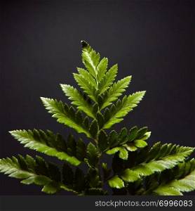 Closeup of a dark green branch of fresh ferns on a black background with copy space. Natural foliage layout. Flat lay. Close-up of a beautiful green branch leaves of fern around a black background with space for text. Natural layout. Flat lay