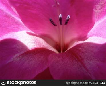 closeup of a deep pink gladioli flower