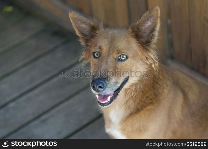 Closeup of a dog, Bay Islands, Honduras