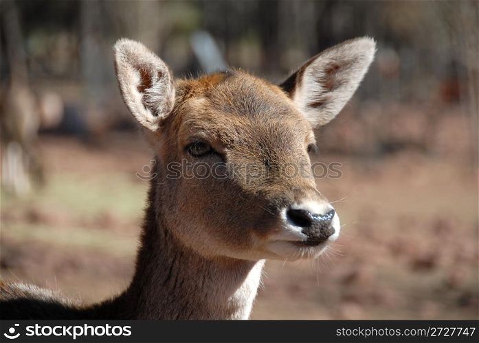 Closeup of a fallow deer