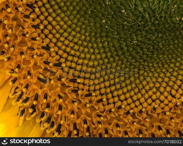 Closeup of a flowering sunflower blossom structure . Details and structure of a sunflower blossom