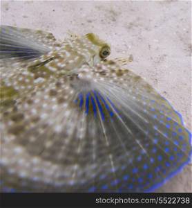 Closeup of a Flying Gurnard (Dactylopterus volitans) underwater, Utila Island, Bay Islands, Honduras