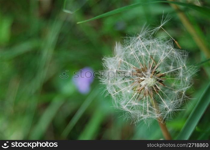 closeup of a fragile dandelion with shallow depth
