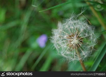 closeup of a fragile dandelion with shallow depth