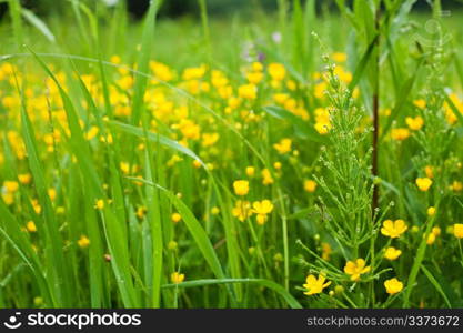 Closeup of a fresh green grass after rain